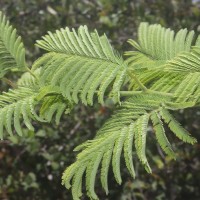 Albizia amara (Roxb.) Boivin